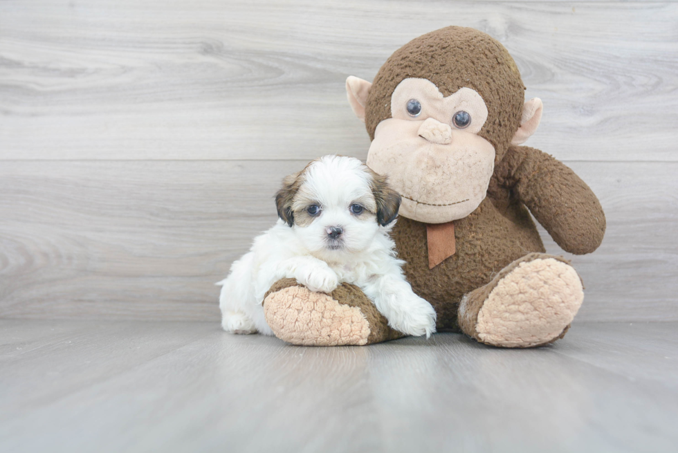 Shih Tzu Pup Being Cute