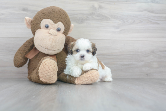 Best Shih Tzu Baby