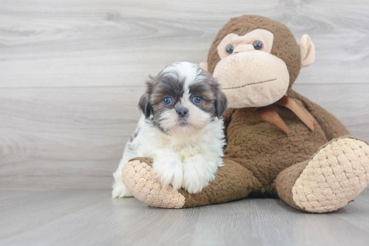 Popular Shih Tzu Baby