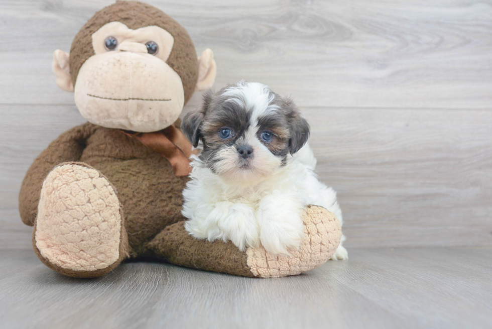 Shih Tzu Puppy for Adoption