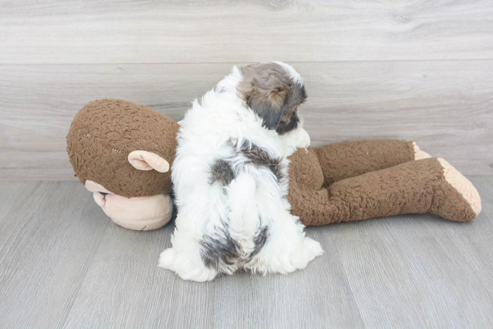 Best Shih Tzu Baby