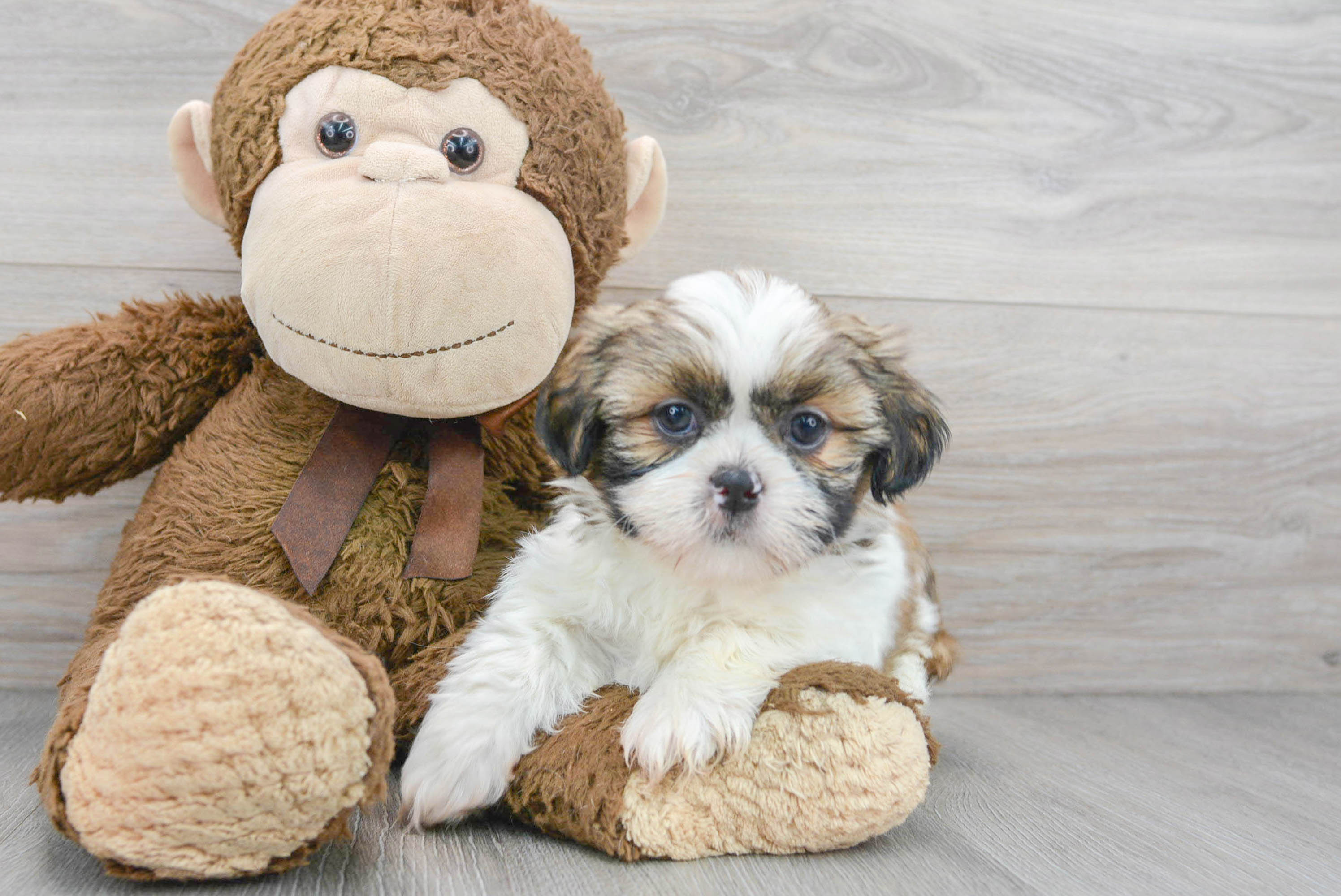 Adorable Shih Tzu Fargo: 3lb 10oz Purebred Puppy