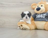 5 week old Shih Tzu Puppy For Sale - Premier Pups