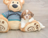 5 week old Shih Tzu Puppy For Sale - Premier Pups