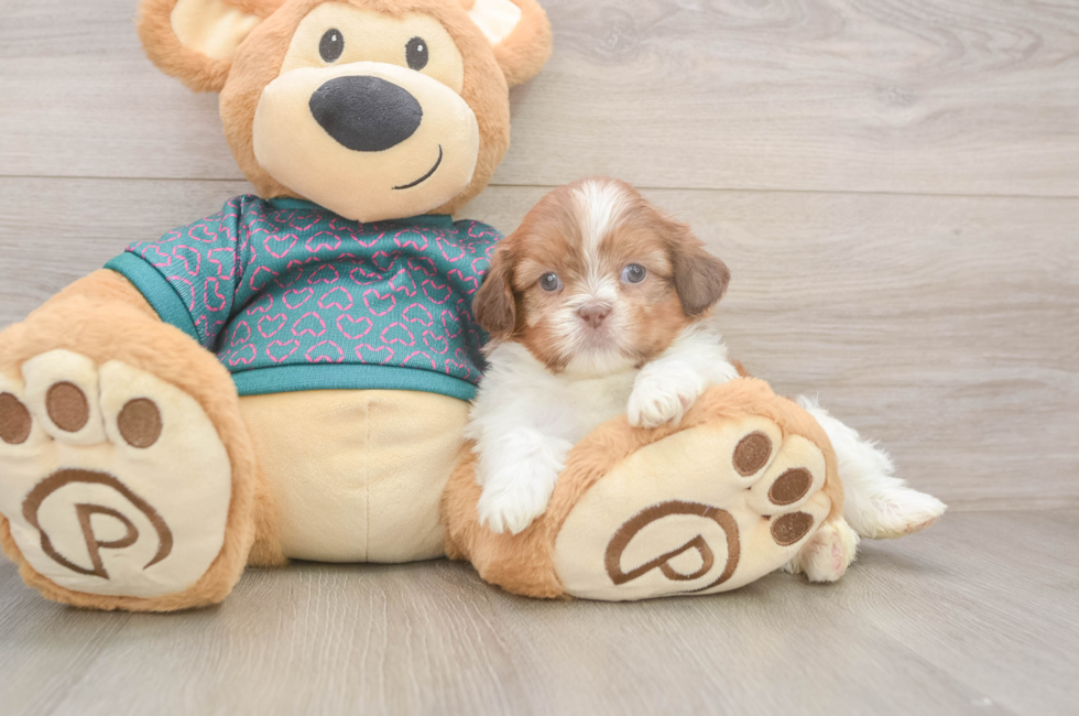 5 week old Shih Tzu Puppy For Sale - Premier Pups