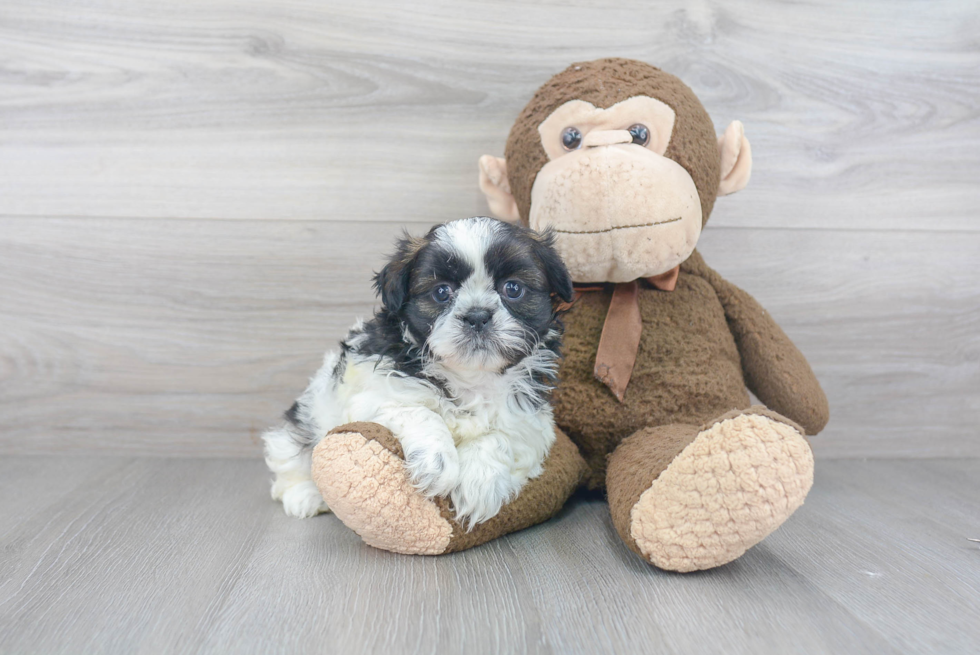 Little Shih Tzu Purebred Pup