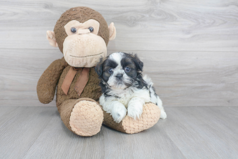 Shih Tzu Puppy for Adoption