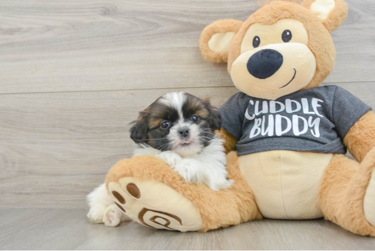 Popular Shih Tzu Purebred Pup