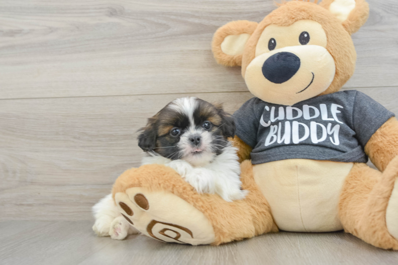 Meet Fletcher - our Shih Tzu Puppy Photo 1/3 - Premier Pups