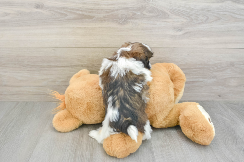 Meet Fletcher - our Shih Tzu Puppy Photo 2/3 - Premier Pups
