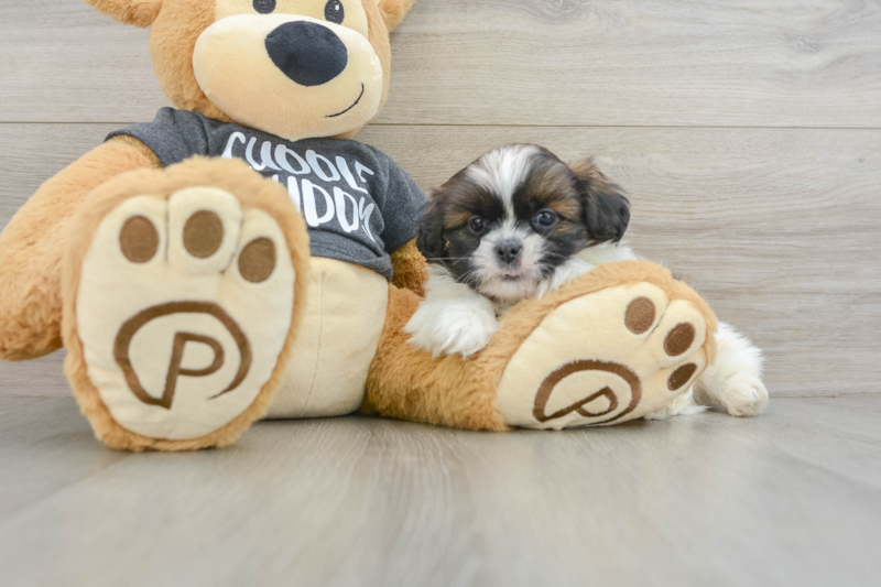 Meet Fletcher - our Shih Tzu Puppy Photo 3/3 - Premier Pups