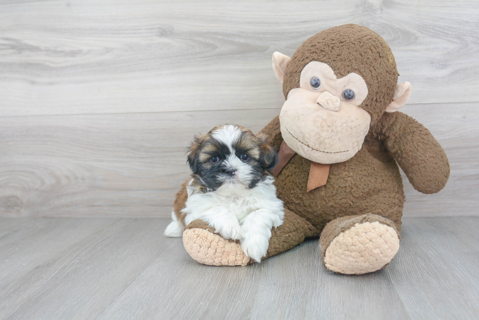 Little Shih Tzu Purebred Pup