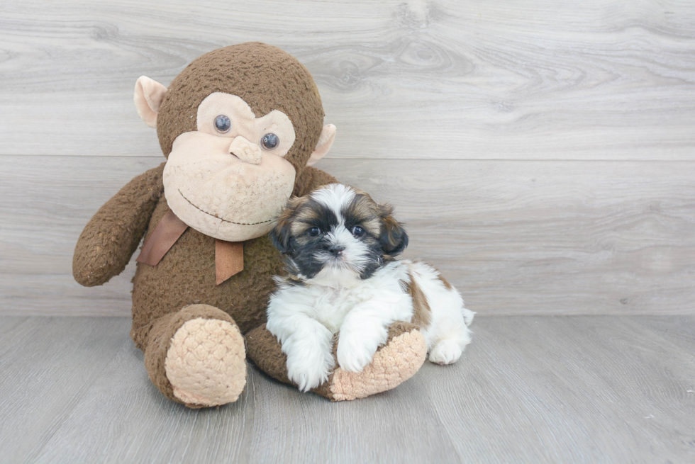 Best Shih Tzu Baby