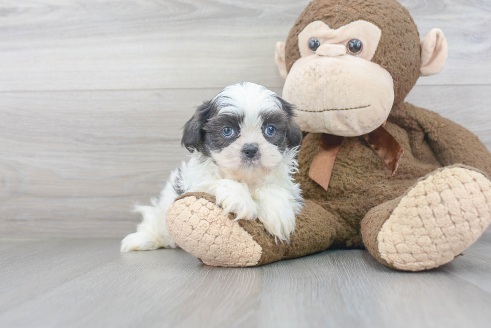 Popular Shih Tzu Purebred Pup