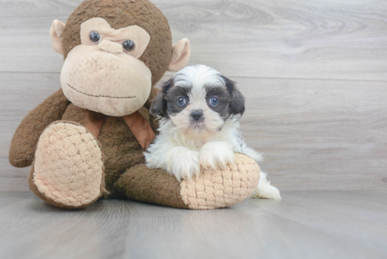 Akc Registered Shih Tzu Purebred Pup