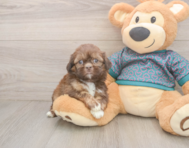 5 week old Shih Tzu Puppy For Sale - Premier Pups