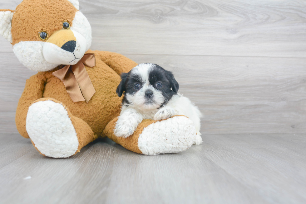 Shih Tzu Pup Being Cute