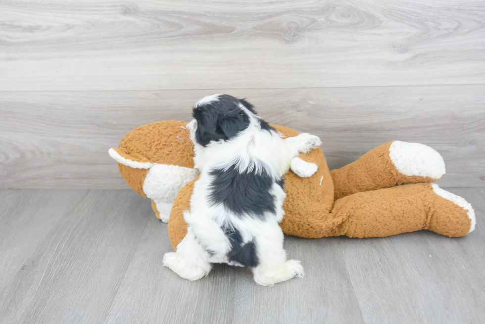 Friendly Shih Tzu Baby