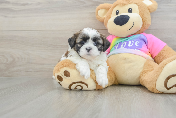 Shih Tzu Puppy for Adoption