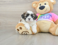 5 week old Shih Tzu Puppy For Sale - Premier Pups