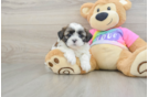 Shih Tzu Puppy for Adoption