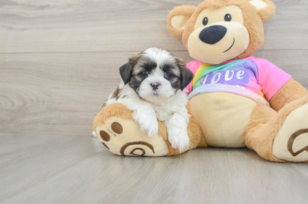 5 week old Shih Tzu Puppy For Sale - Premier Pups