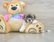 6 week old Shih Tzu Puppy For Sale - Premier Pups