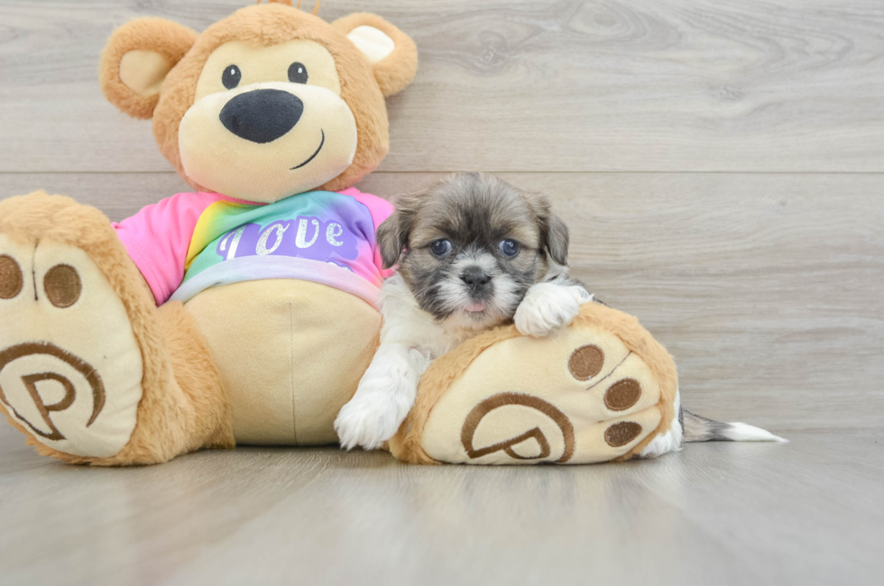 5 week old Shih Tzu Puppy For Sale - Premier Pups