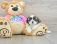 5 week old Shih Tzu Puppy For Sale - Premier Pups