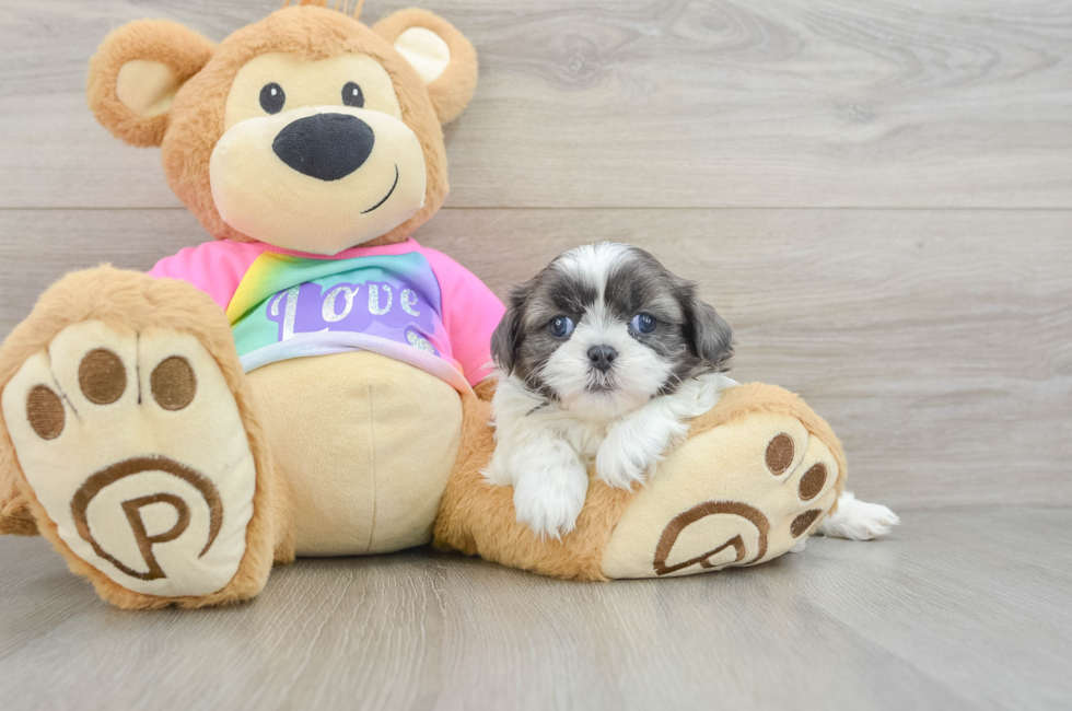 5 week old Shih Tzu Puppy For Sale - Premier Pups
