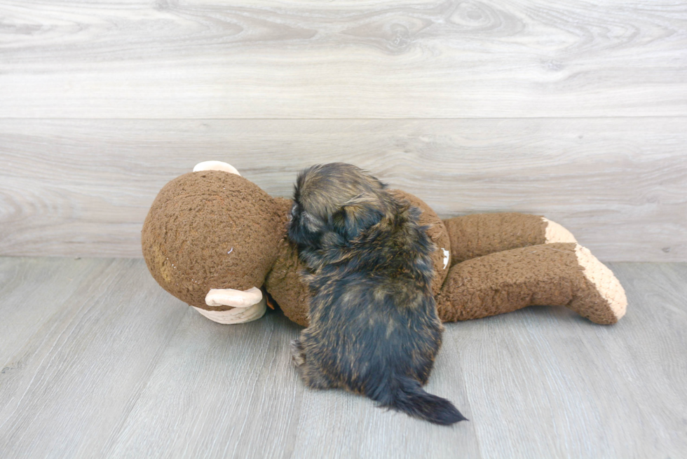 Akc Registered Shih Tzu Purebred Pup