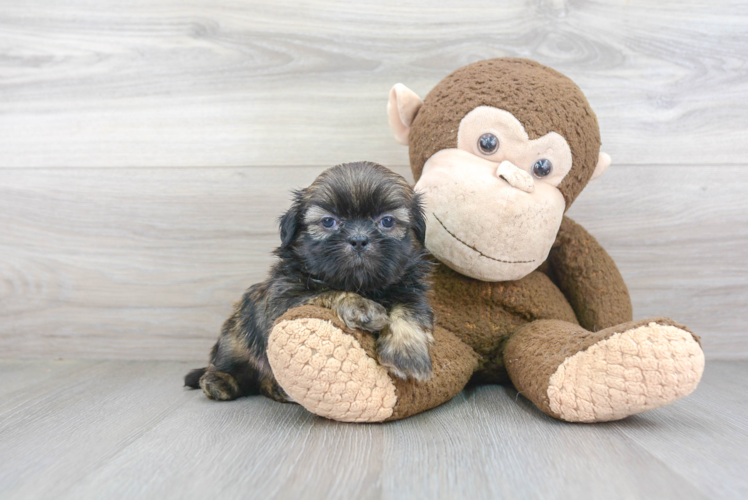 Shih Tzu Pup Being Cute