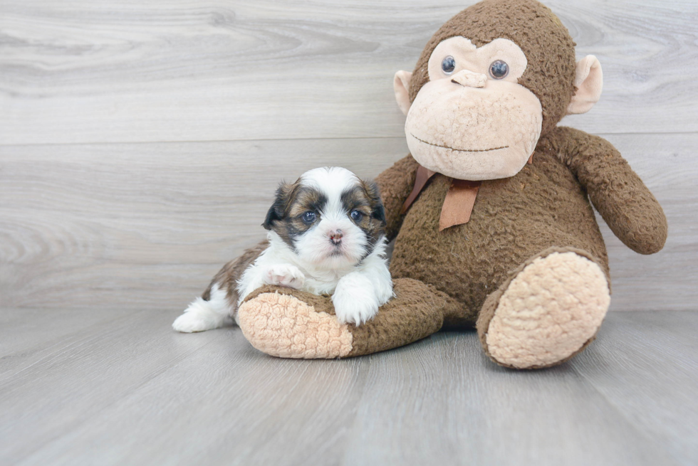 Small Shih Tzu Baby