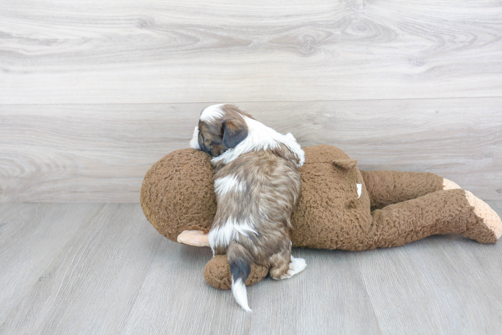 Playful Shih Tzu Baby