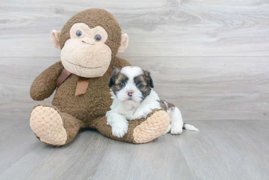 Adorable Shitzu Purebred Puppy