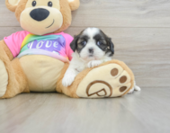 5 week old Shih Tzu Puppy For Sale - Premier Pups