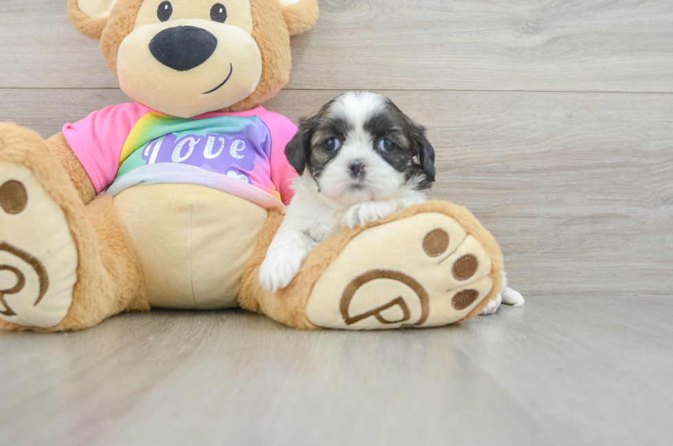 5 week old Shih Tzu Puppy For Sale - Premier Pups