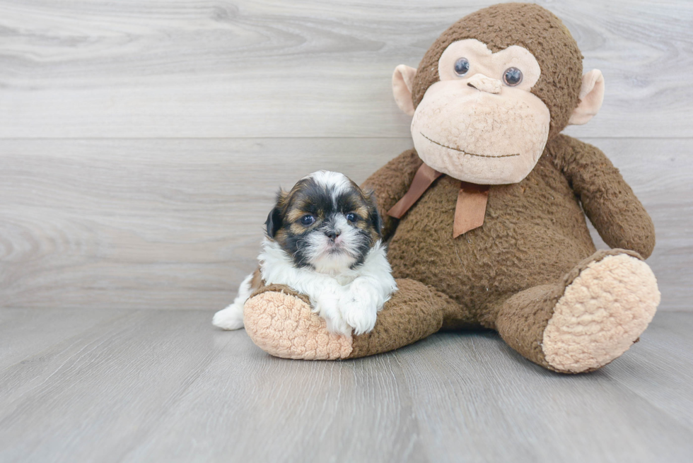 Little Shih Tzu Baby