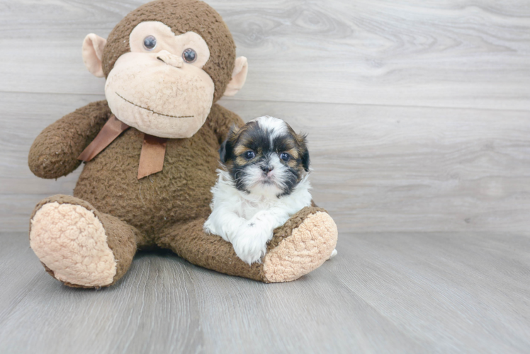 Petite Shitzu Purebred Puppy