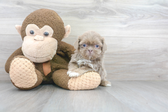 Shih Tzu Pup Being Cute