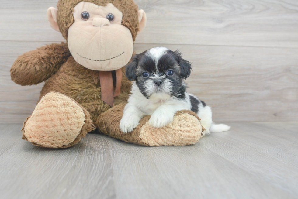 Playful Shih Tzu Baby