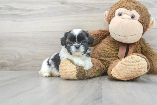 Akc Registered Shih Tzu Purebred Pup