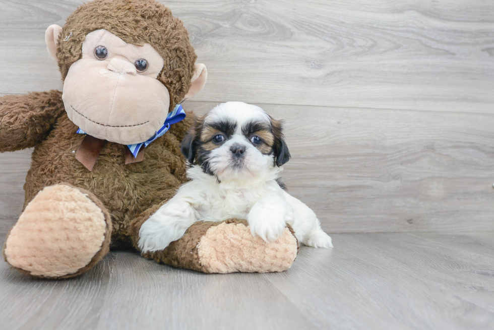 Shih Tzu Pup Being Cute