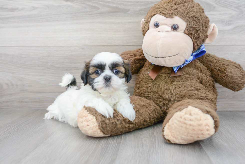 Shih Tzu Puppy for Adoption