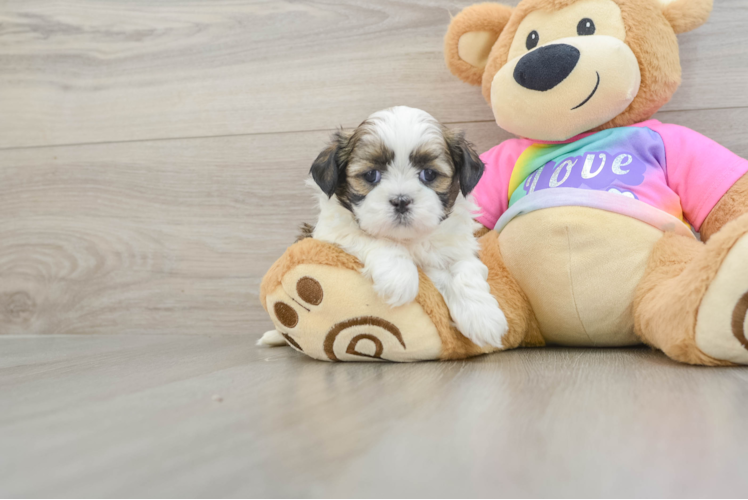 Shih Tzu Puppy for Adoption