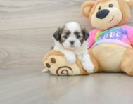 5 week old Shih Tzu Puppy For Sale - Premier Pups