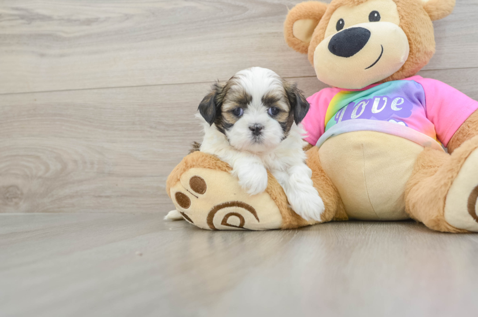 5 week old Shih Tzu Puppy For Sale - Premier Pups