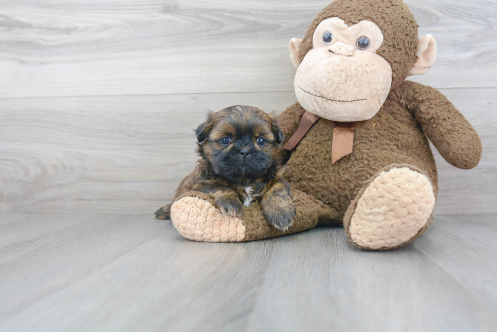 Small Shih Tzu Baby