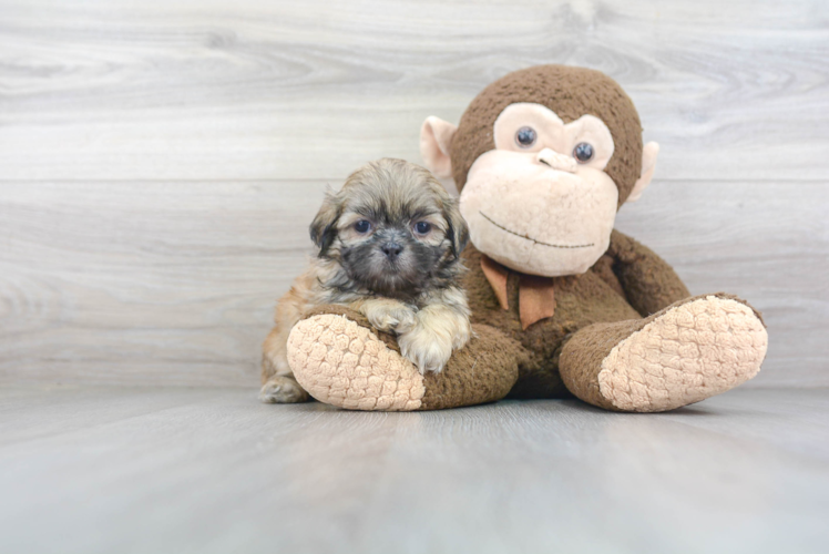 Shih Tzu Puppy for Adoption