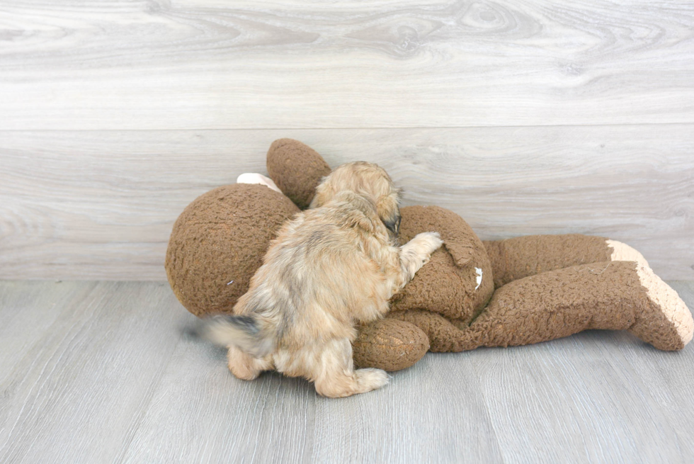Shih Tzu Pup Being Cute